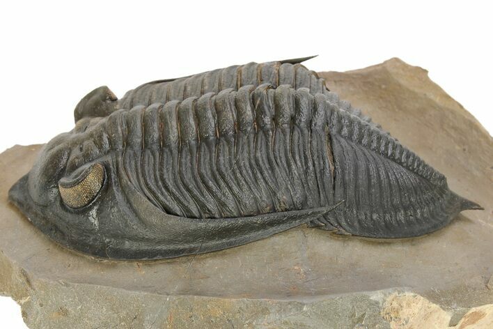 Large Zlichovaspis Trilobite - Bright Orange Eyes #227795